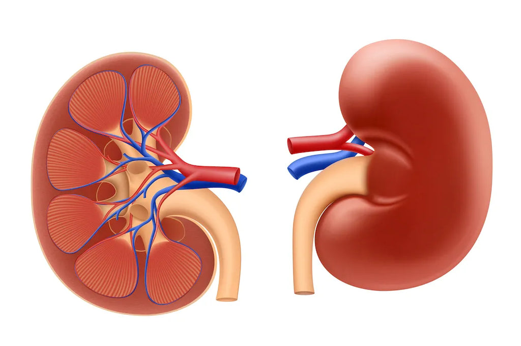 Chronic Kidney Disease – Symptoms, Dietary Management & More