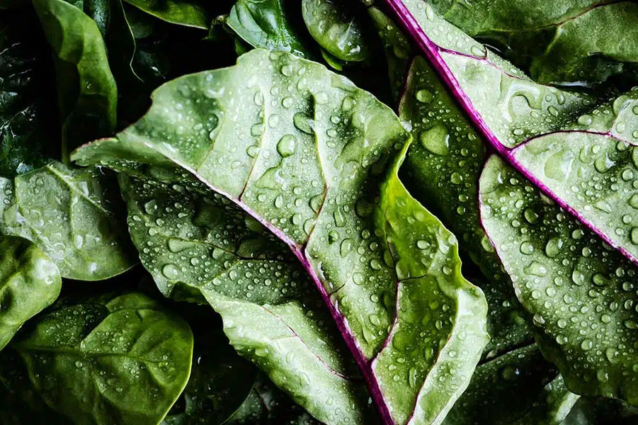 https://santabarbaranutrients.com/cdn/shop/articles/spinach-oxalates-plain_1200x600_crop_center.webp?v=1737225611